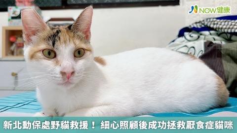 新北動保處野貓救援！ 細心照顧後成功拯救厭食症貓咪