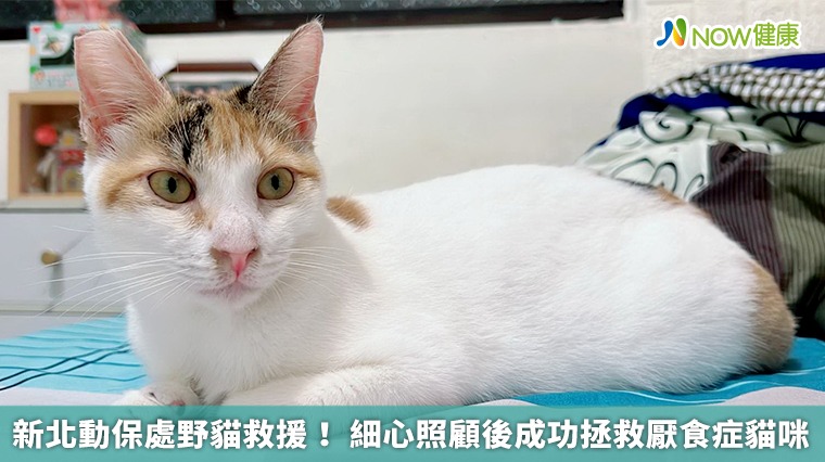 新北動保處野貓救援! 細心照顧後成功拯救厭食症貓咪 新北動保處野貓救援! 細心照顧後成功拯救厭食症貓咪