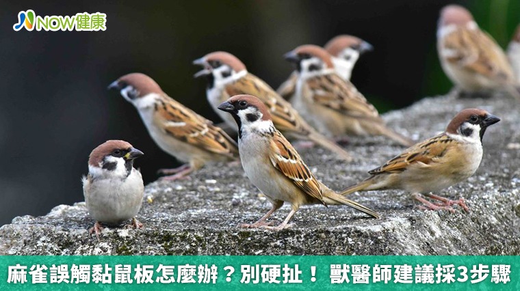 麻雀誤觸黏鼠板怎麼辦?別硬扯! 獸醫師建議採3步驟 麻雀誤觸黏鼠板怎麼辦?別硬扯! 獸醫師建議採3步驟