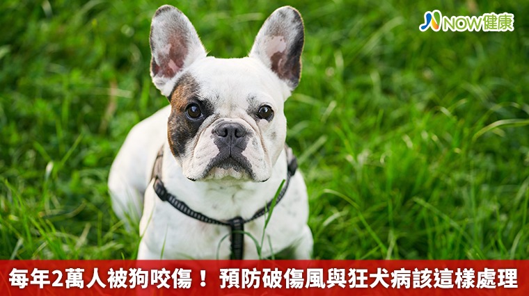 每年2萬人被狗咬傷！ 預防破傷風與狂犬病該這樣處理