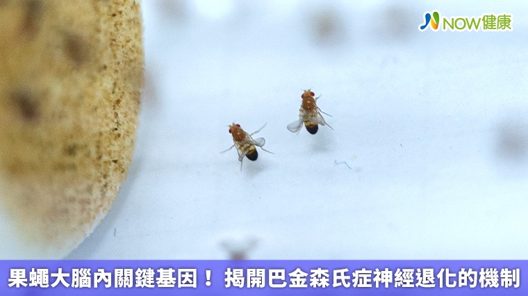 果蠅大腦內關鍵基因! 揭開巴金森氏症神經退化的機制 果蠅大腦內關鍵基因! 揭開巴金森氏症神經退化的機制