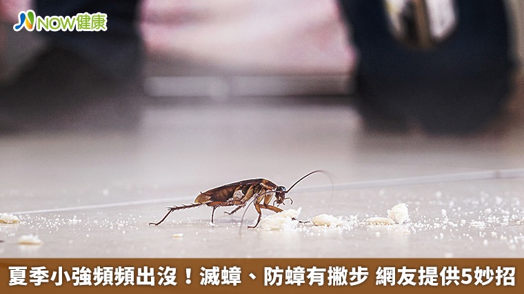 夏季小強頻頻出沒！滅蟑、防蟑有撇步 網友提供5妙招