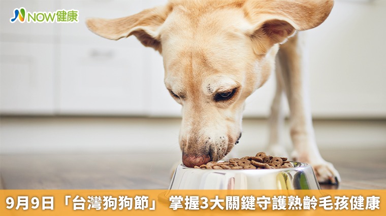 9月9日「台灣狗狗節」 掌握3大關鍵守護熟齡毛孩健康 9月9日「台灣狗狗節」 掌握3大關鍵守護熟齡毛孩健康