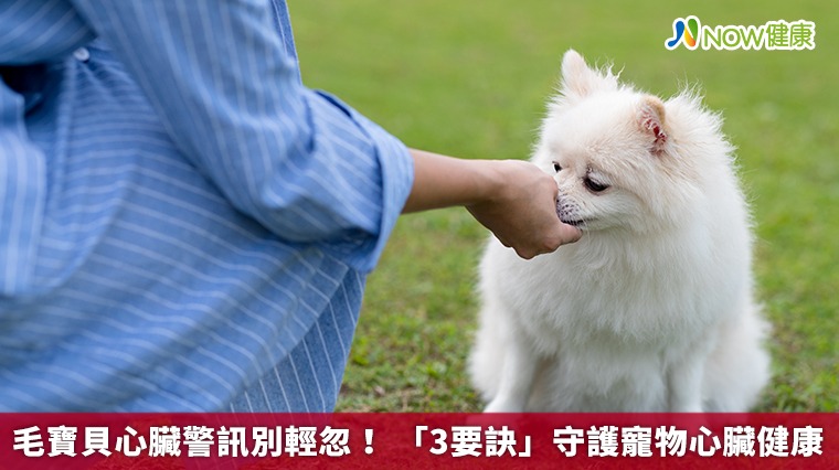 毛寶貝心臟警訊別輕忽! 「3要訣」守護寵物心臟健康 毛寶貝心臟警訊別輕忽! 「3要訣」守護寵物心臟健康