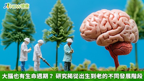 大腦也有生命週期？ 研究揭從出生到老的不同發展階段