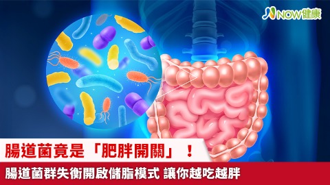 腸道菌竟是「肥胖開關」！腸道菌群失衡開啟儲脂模式 讓你越吃越胖