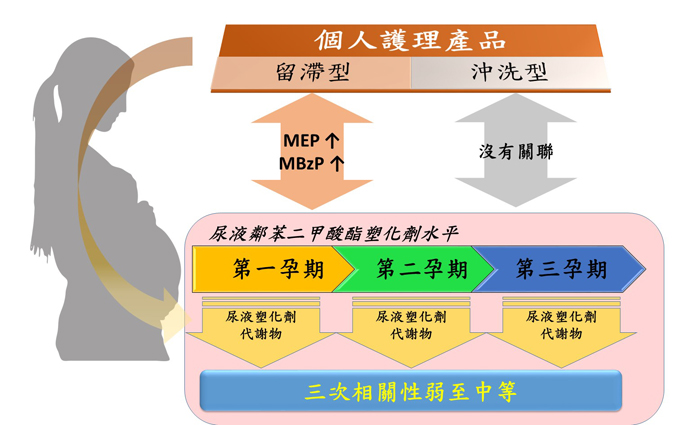 懷孕婦女使用留滯型個人保養護理產品次數，與尿液中檢測出塑化劑代謝物MEP和MBzP呈現正相關；而沖洗型個人保養護理產品則無相關性。（圖／國衛院國家環境醫學研究所王淑麗研究員提供）