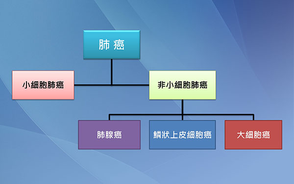肺癌分為4大類:小細胞肺癌、大細胞癌、鱗狀上皮細胞癌、肺腺癌。(圖/臺中慈濟醫院提供) 肺癌分為4大類:小細胞肺癌、大細胞癌、鱗狀上皮細胞癌、肺腺癌。(圖/臺中慈濟醫院提供)