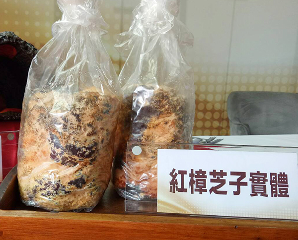 研究證實,紅樟芝子實體的作用機轉類似保骼麗,不但可以預防癌症轉移,還可增加骨細胞代謝過程中的「管控抗體蛋白質」,有效抑制噬骨細胞的活性。(攝影/陳如頤) 研究證實,紅樟芝子實體的作用機轉類似保骼麗,不但可以預防癌症轉移,還可增加骨細胞代謝過程中的「管控抗體蛋白質」,有效抑制噬骨細胞的活性。(攝影/陳如頤)