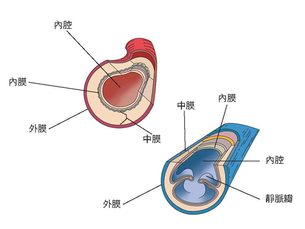 動脈和靜脈的管壁結構，不論是動脈或靜脈，管壁都是由內、中、外三層所構成。（圖片／大是文化提供）