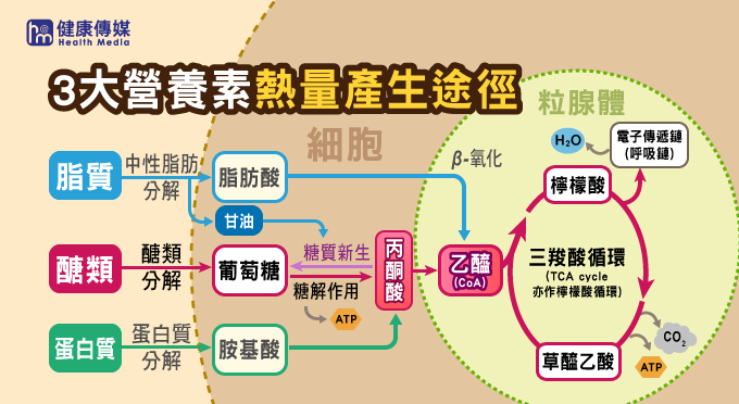 人體3大營養素都需經檸檬酸循環代謝產生能量，從圖中可以清楚看到，醣類是啟動檸檬酸循環的基礎物質，如果沒有醣類，蛋白質與脂肪將無法進入檸檬酸循環中。（圖／健康傳媒製作）