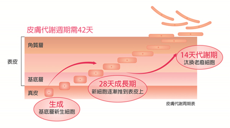 擊退黑色素 祕密武器就是它 ▲皮膚代謝周期約42天。(圖/皮膚代謝示意圖/公關照片)