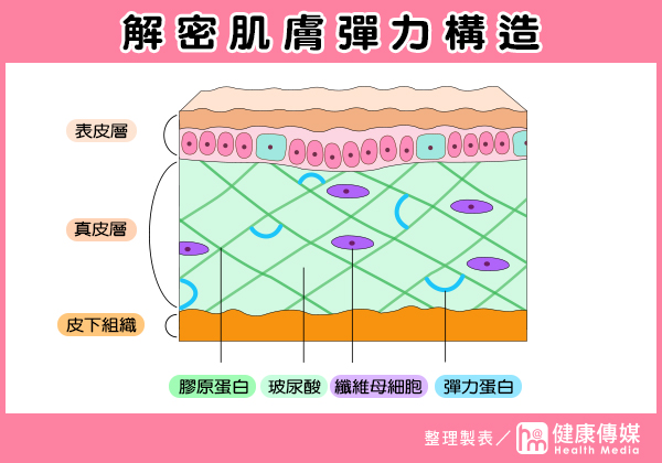 解密肌膚彈力構造 解密肌膚彈力構造