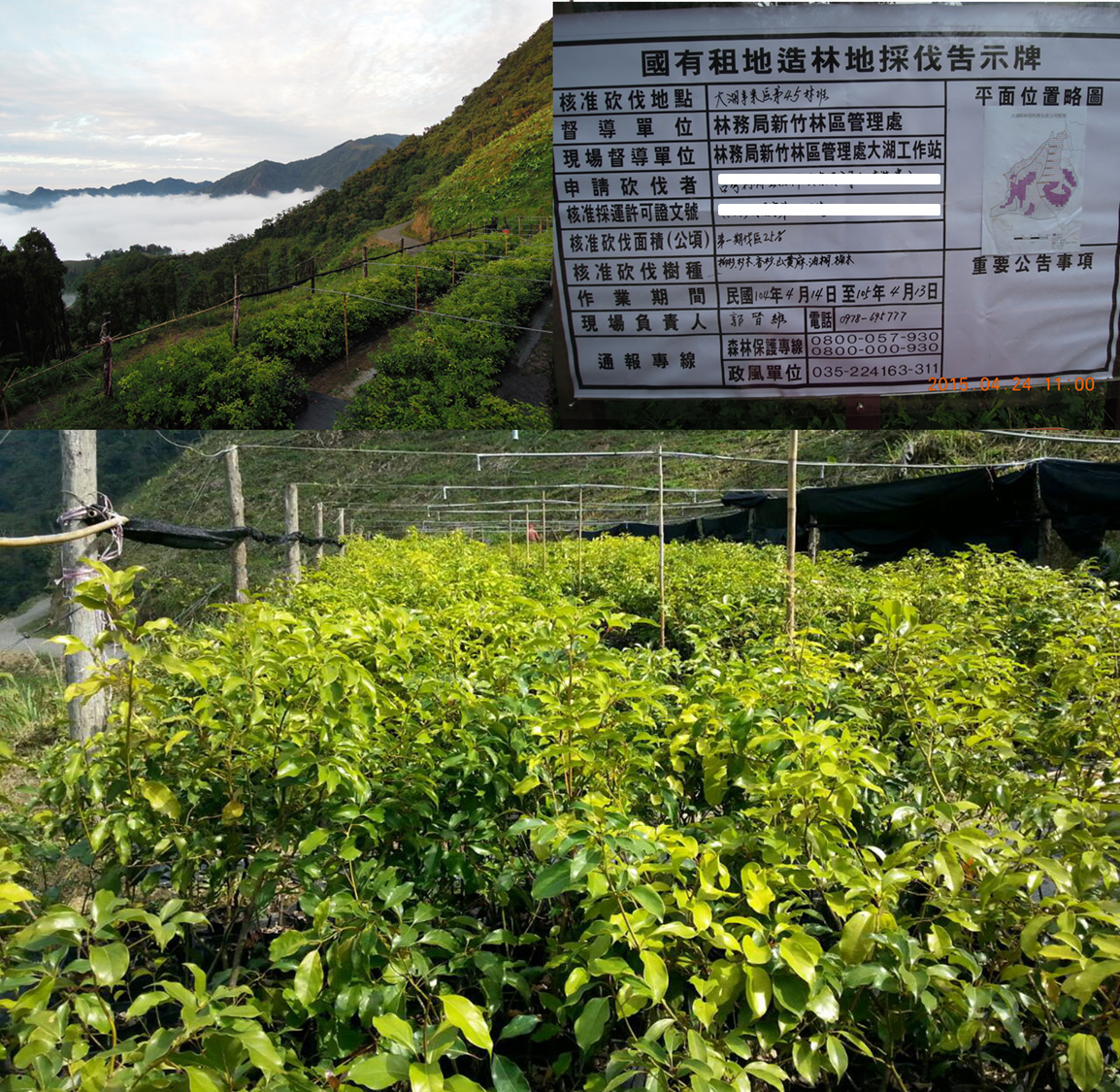 擊敗韓國人蔘 台灣「利得牛樟芝」耀眼國際 台灣利得經林務局核准,在苗栗海拔850公尺山區進行58公頃的牛樟樹復育造林計畫。